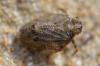 Issus coleoptratus